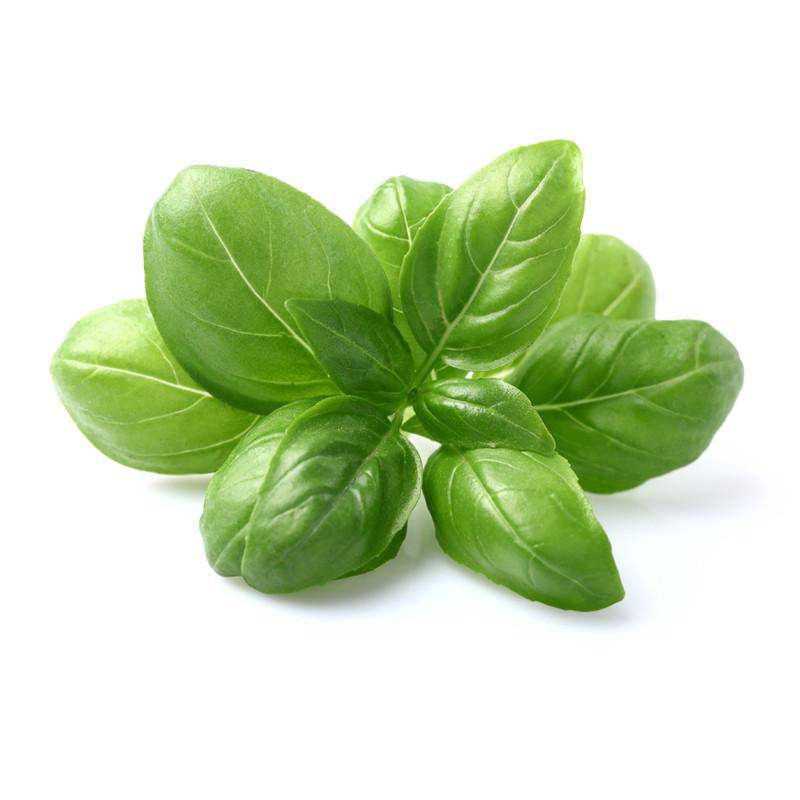 Sweet Basil, Genovese (Bulk) - Bentley Seeds