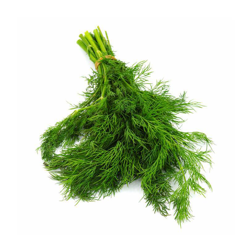 Dill, Long Island Mammoth Seed Packets flower seeds