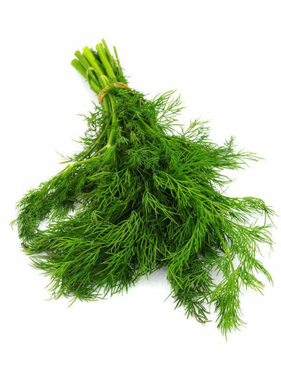 Dill, Long Island Mammoth garden seeds