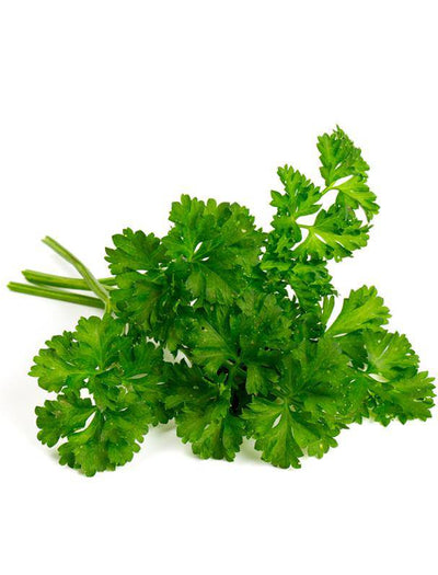 Parsley, Moss Curled garden seeds