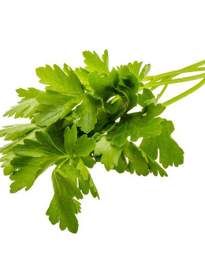 Parsley, Plain Italian flower seeds