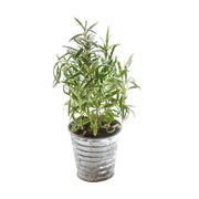 Rosemary growing in a silver planter with a white background.