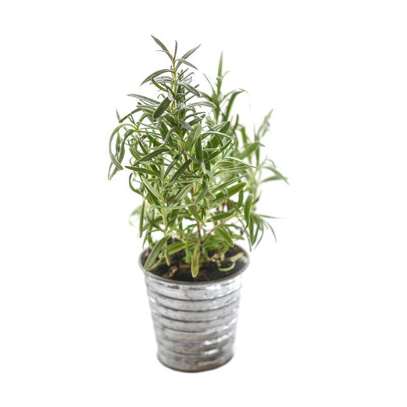 Rosemary growing in a silver planter with a white background.