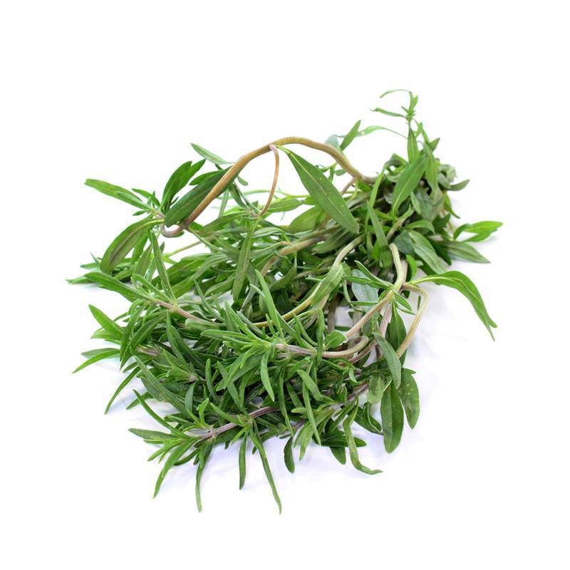 Summer Savory Seed - Bentley Seeds