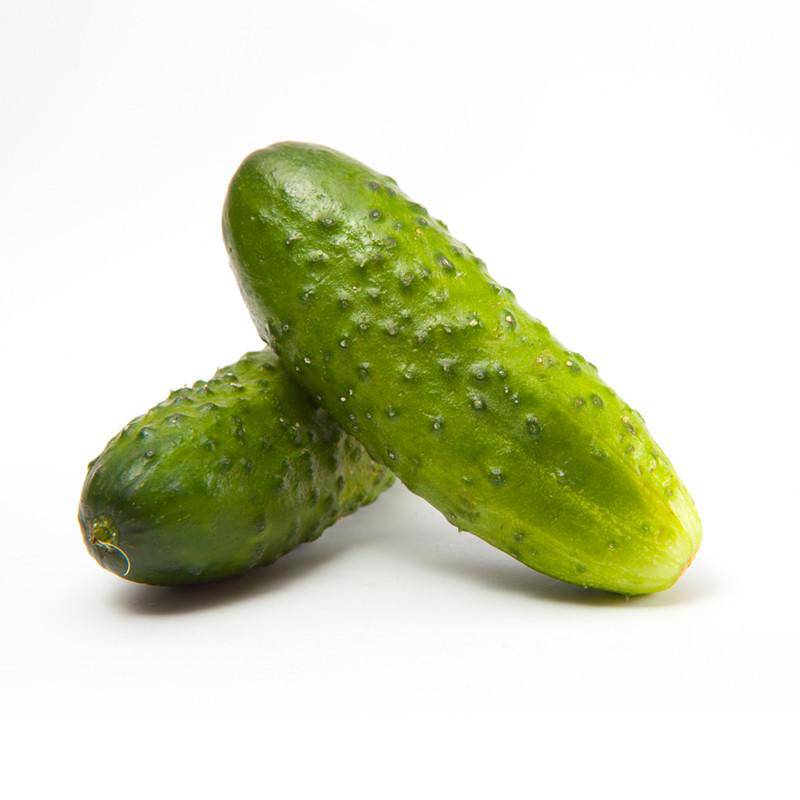 Bentley Seeds Boston Pickling Cucumber Seeds - Thumbnail 2