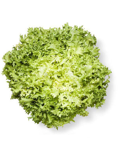 Endive, Broadleaf flower seeds