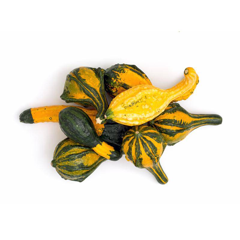 Gourds, Ornamental Mixed Seed Packets flower seeds