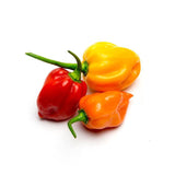 Habanero Orange Pepper - Bentley Seeds