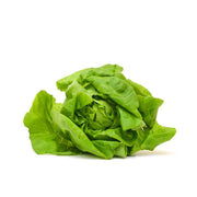 Fresh head of Buttercrunch lettuce on a white background.