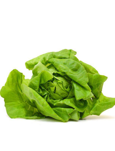 Lettuce, Buttercrunch garden seeds