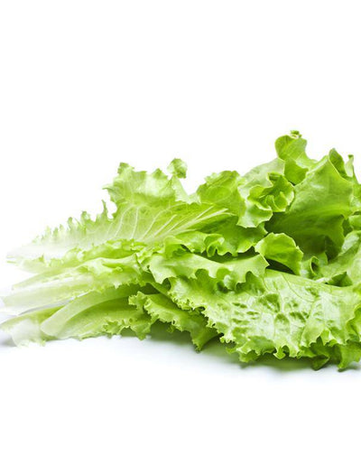 Lettuce, Romaine Paris Island flower seeds