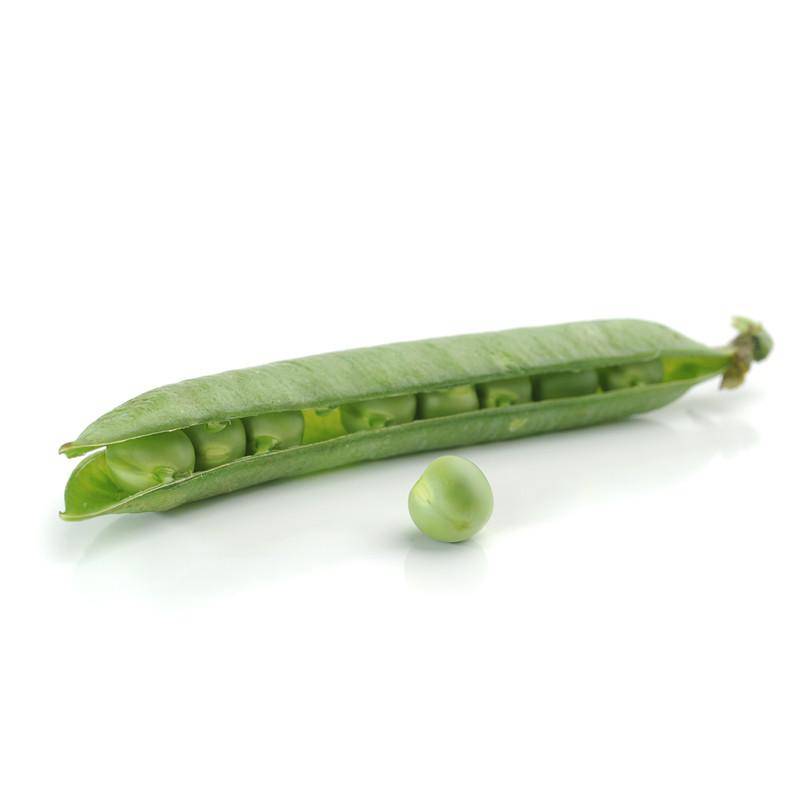Bentley Seeds Little Marvel Shelling Peas