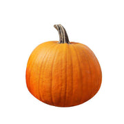 Jack O' Lantern Pumpkin on white background.