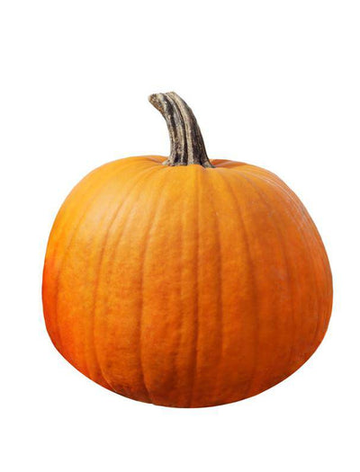 Pumpkin, Jack O'lantern flower seeds