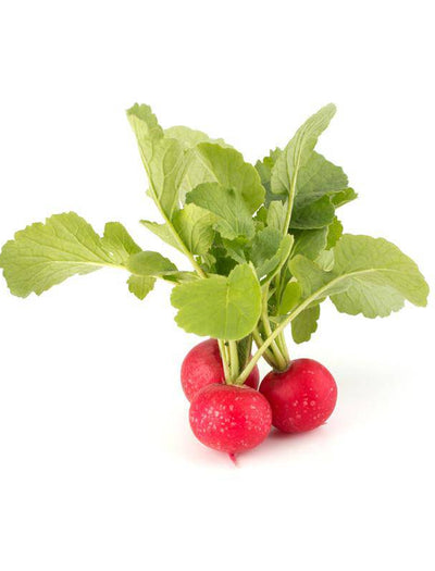 Radish, Cherry Belle garden seeds