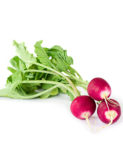 Radish, Sparkler White Tip garden seeds