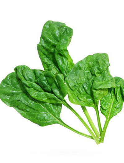 Spinach, Bloomsdale garden seeds