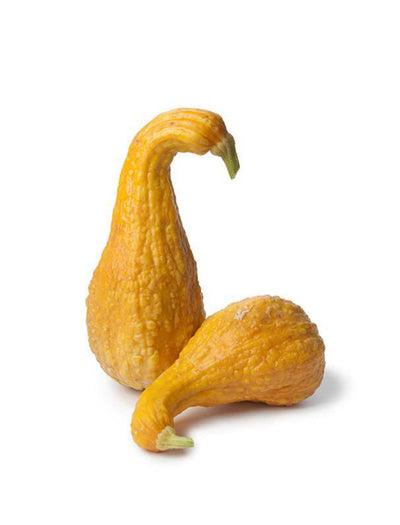 Squash, Yellow Crookneck garden seeds