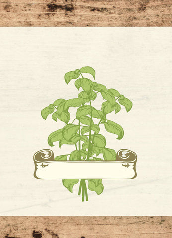 seed growing illustration