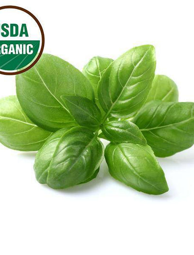 Organic Basil Seeds garden seeds