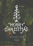 "Merry Christmas" Christmas Tree (Spruce) Seed Favor - Bentley Seeds