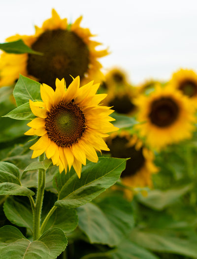 Sunflower, Wild flower seeds