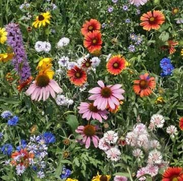 Northeast Wildflower Mix - Bulk Seed - Bentley Seeds