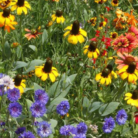 Southeast Wildflower Mix - Bulk Seed - Bentley Seeds