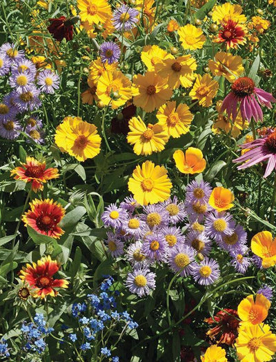 Bee Feed Wildflower Mix seed packet