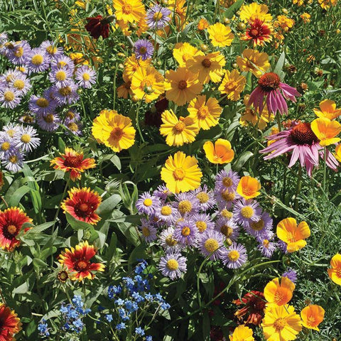 Bee Feed Wildflower Mix - Bulk Seed - Bentley Seeds