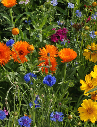 Enviro Friendly Pollinator Mix- Bulk Seed flower seeds