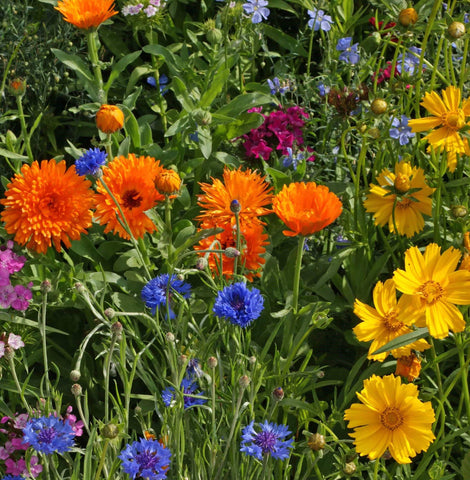 Enviro Friendly Pollinator Mix- Bulk Seed - Bentley Seeds