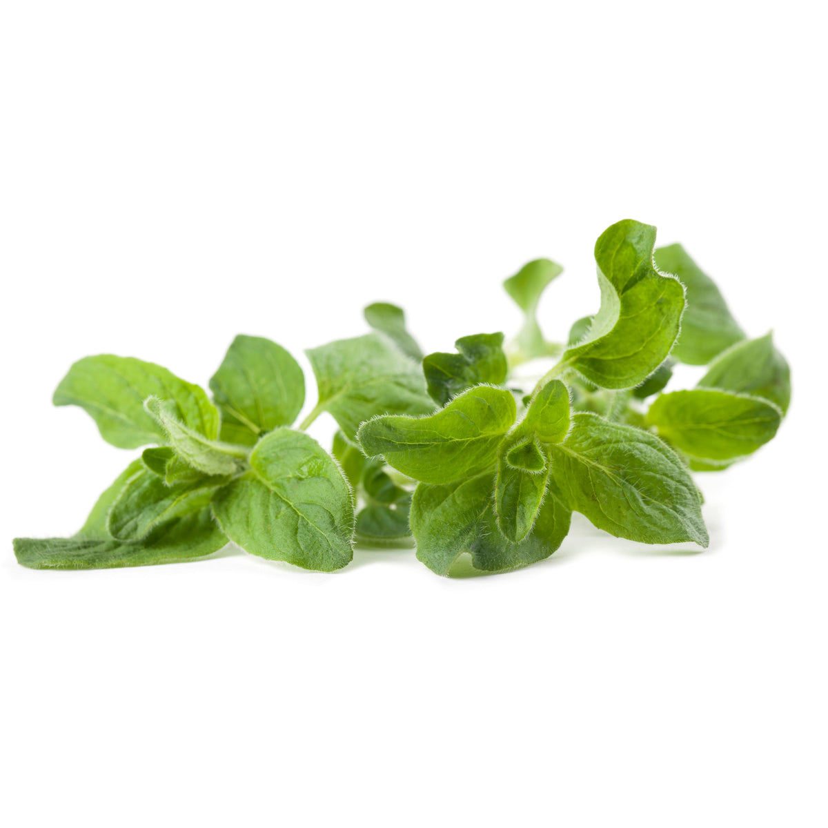Oregano seed packet