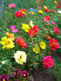 Portulaca Mixed Colors Portulaca grandiflora. A low growing flower with lots of glorious color and nice foliage! Works well in hot, dry spots and as a border plant. Bentley Seed