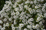 Merry & Bright Horizontal Gift Tag - Alyssum Carpet of Snow Seed Packets - Bentley Seeds