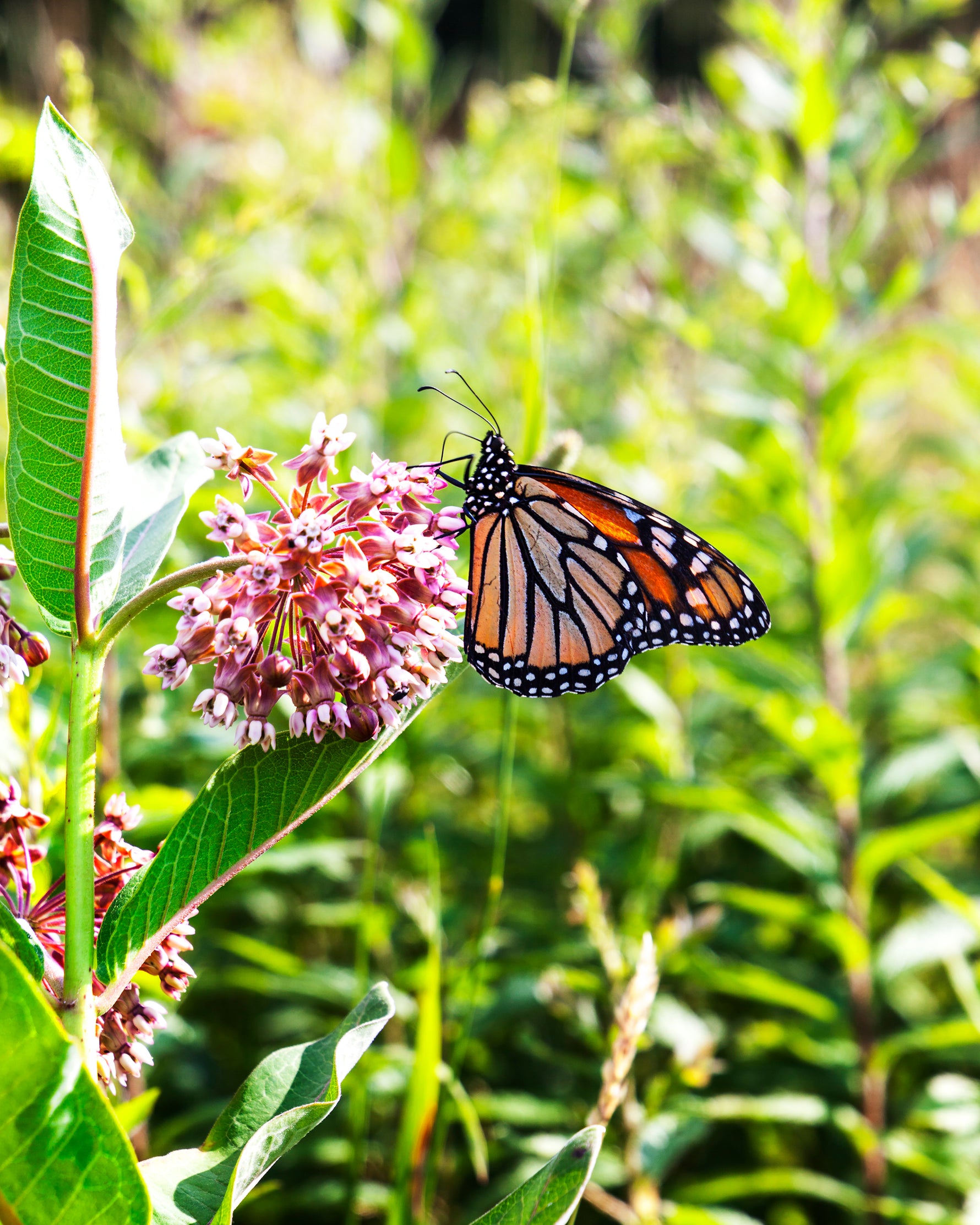 Common Milkweed for Butterflies Seed Packets - Help monarch Butterflies Bentley Seeds