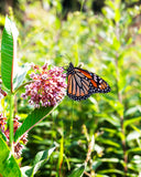 Common Milkweed for Butterflies Seed Packets