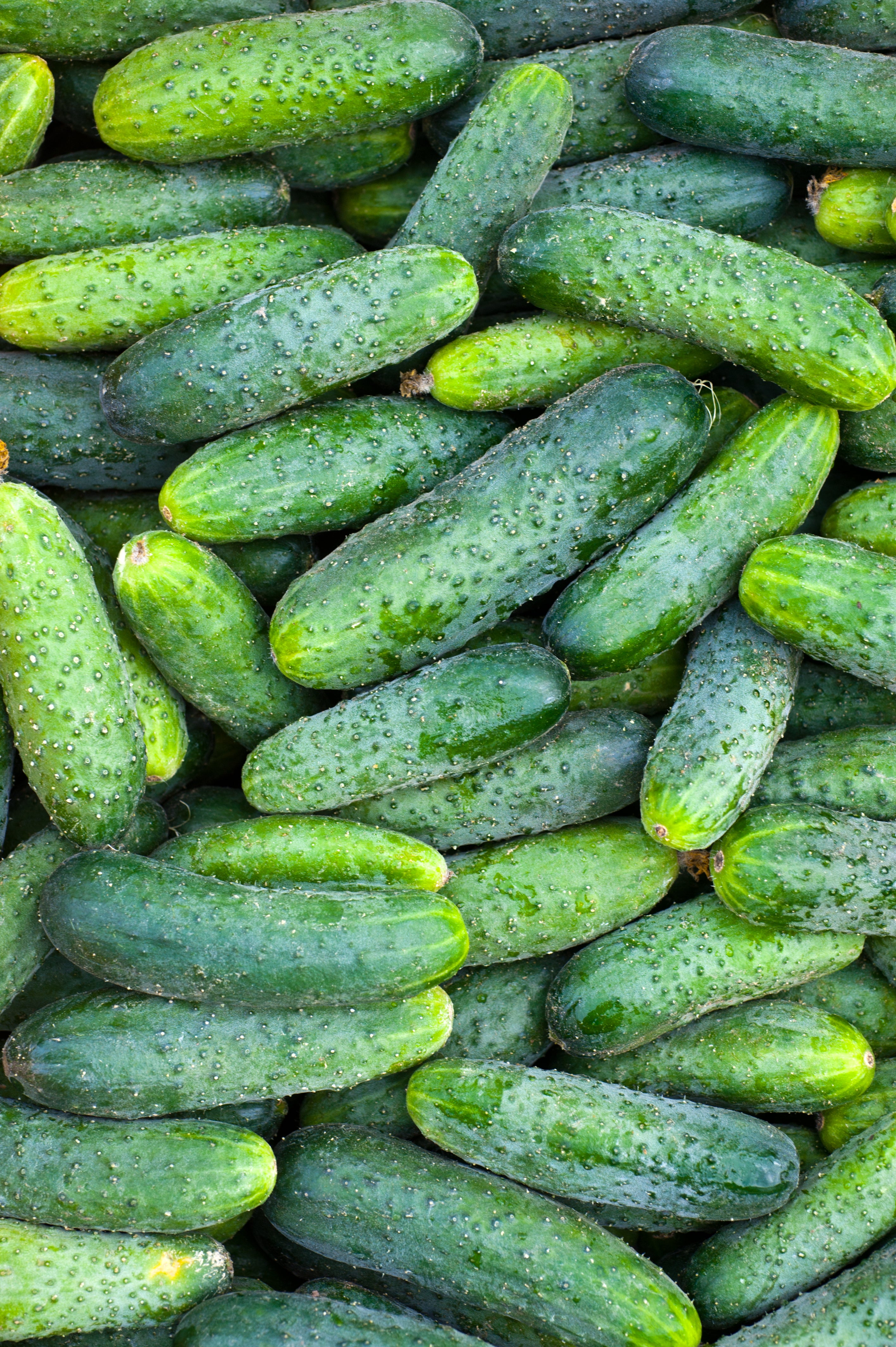 Bentley Seeds Boston Pickling Cucumber Seeds