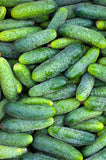 Bentley Seed - Boston Pickling Cucumbers