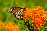Regional Help The Butterflies - Butterfly Milkweed Seed Packets