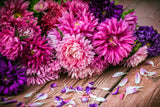 Pick Me! - Aster Flower Packets - Bentley Seeds