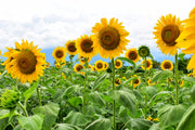 Sunflower, Mammoth Seed flower seeds