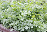 Slow-Bolting Cilantro Enjoy the distinct Cilantro flavor in all of your cooking! This one is slow to flower so you can harvest it for much longer. Fun fact: Cilantro's seeds are known as Coriander. Has many therapeutic uses as well. Bentley Seed.