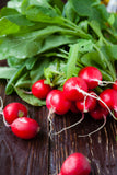 Cherry Belle Radish Round, crunchy and bright cherry red-these radishes have that classic zingy flavor that is delicious in salads or as a snack! - Bentley Seeds