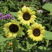 Sunflower, Lemon Queen Seed Packets garden seeds