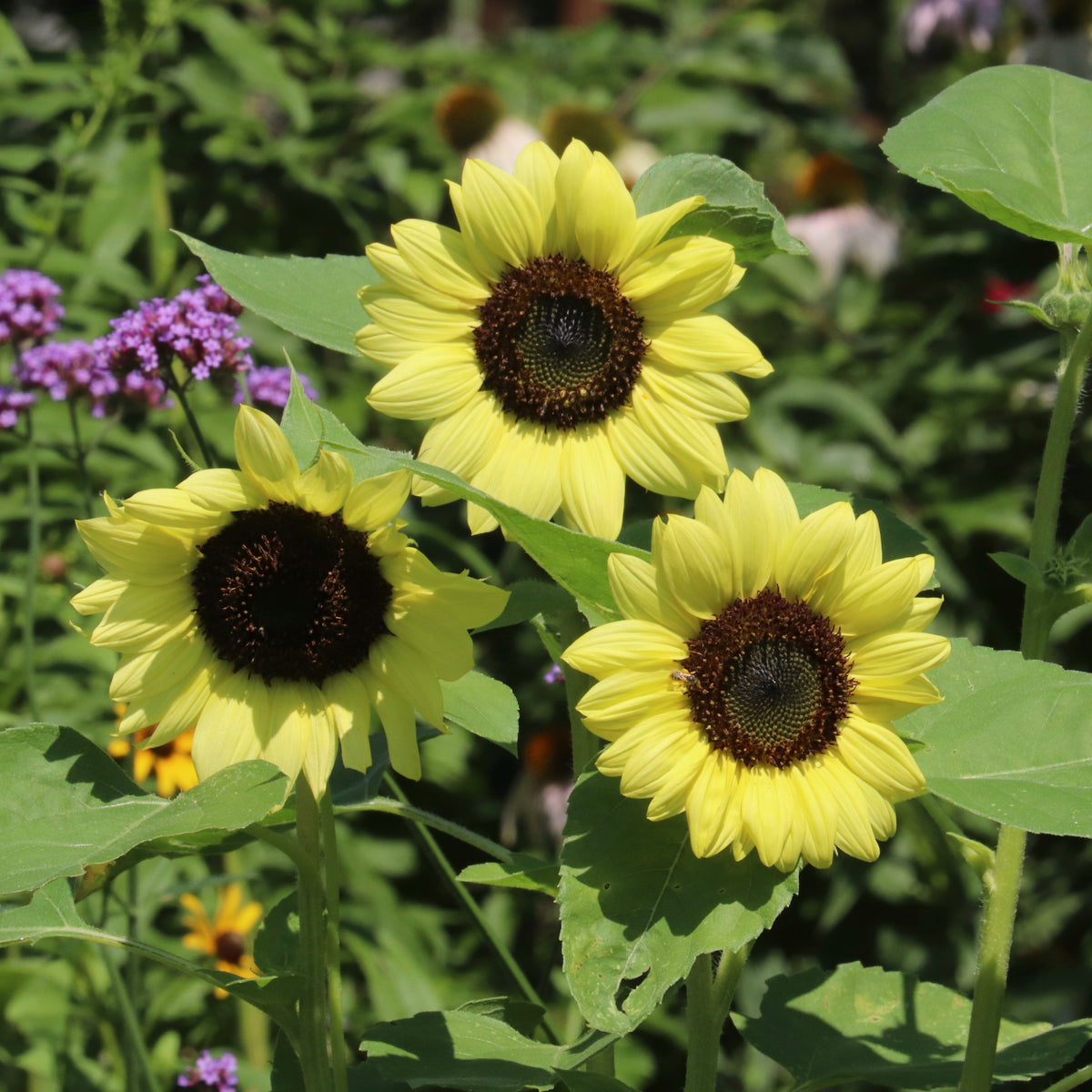 Sunflower, Lemon Queen Seed Packets garden seeds