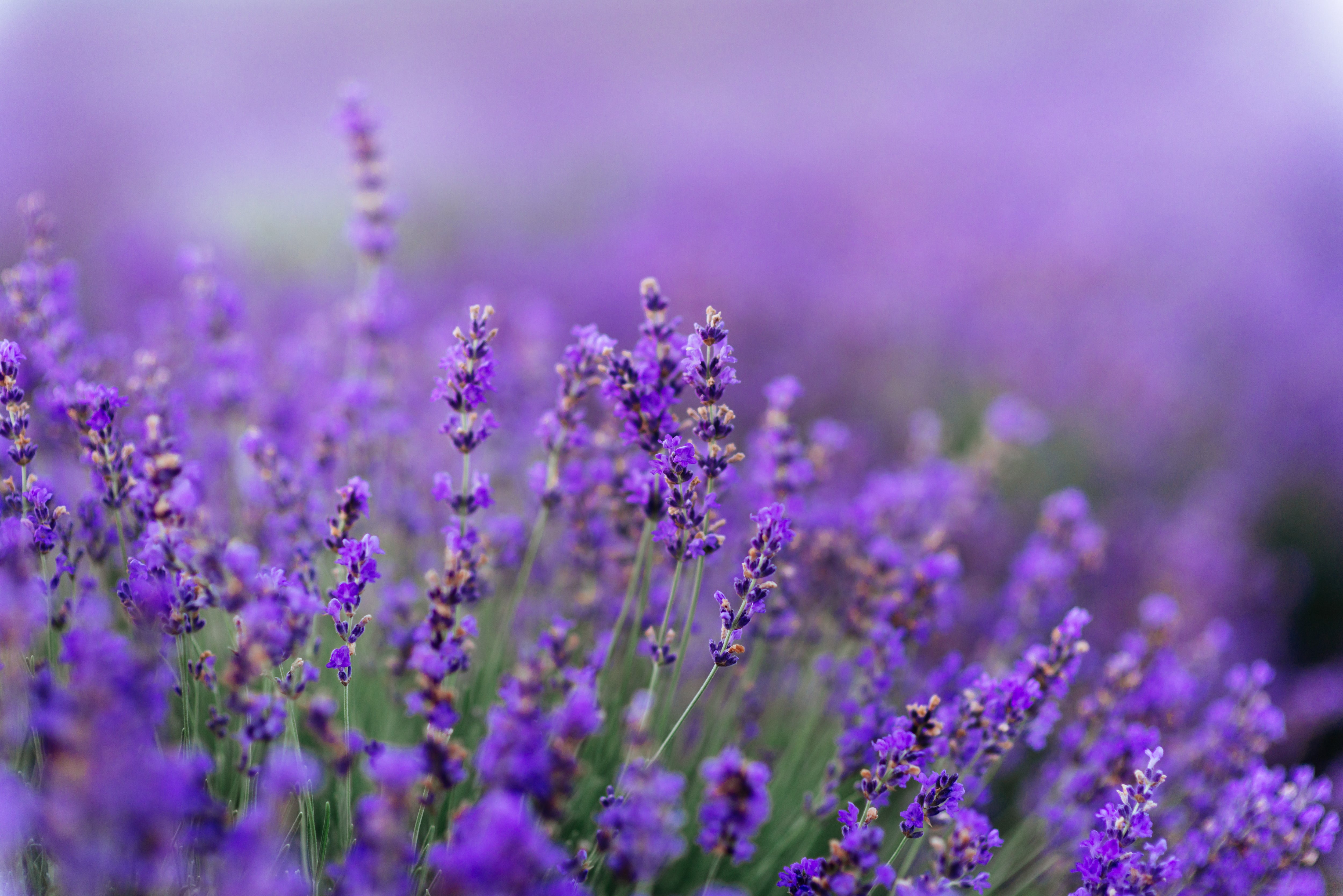 Lavender Seed Packets | Bentley Seeds