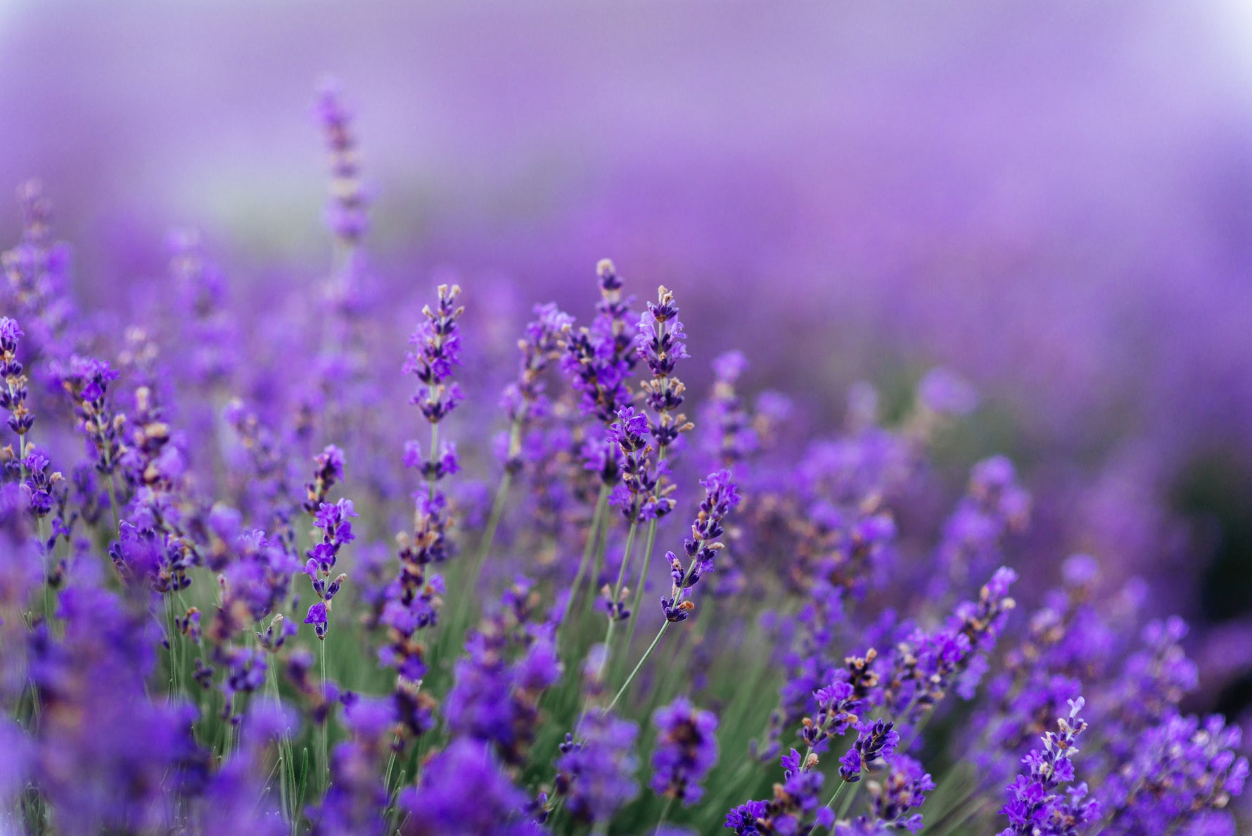 lavender seeds for sale near me Lavender Seed Packets