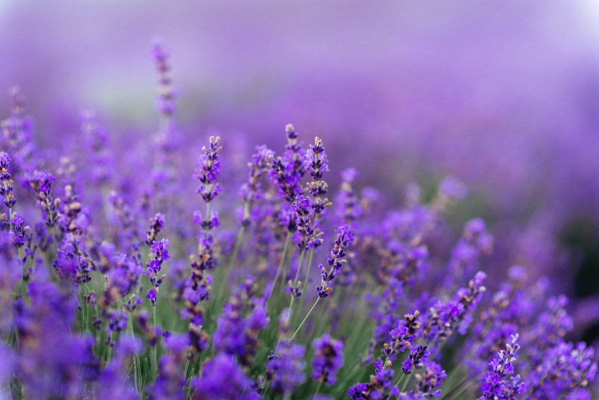 Lavender Seed Packets seed packet