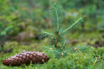 We Wish You a Merry Christmas Card Gift Tag flower seeds